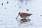 Watersnip-20100821g1280P1150113a.jpg