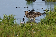 Watersnip-20100827P1150396f.jpg