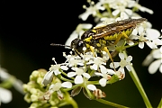 Wesp-20130518g800IMG_5459a.jpg