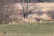 Wild-zwijn-20220228g14401A1A7246a-Regte-Heide.jpg