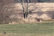 Filename=Wild-zwijn-20220228g14401A1A7246a-Regte-Heide.jpg
Filesize=1123KiB
Dimensions=1280x960
Date added=Mar 02, 2022 Wild-zwijn-20220228g14401A1A7246a-Regte-Heide.jpg