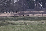 Filename=Wild-zwijn-20220228g14401A1A7556aoverzicht-Regte-Heide.jpg
Filesize=839KiB
Dimensions=1280x960
Date added=Mar 02, 2022 Wild-zwijn-20220228g14401A1A7556aoverzicht-Regte-Heide.jpg