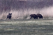 Filename=Wild-zwijn-20220228g14401A1A7556bdetail-Regte-Heide.jpg
Filesize=922KiB
Dimensions=1280x960
Date added=Mar 02, 2022 Wild-zwijn-20220228g14401A1A7556bdetail-Regte-Heide.jpg
