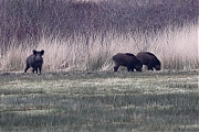 Wild-zwijn-20220228g14401A1A7556bdetail-Regte-Heide.jpg