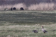 Filename=Wild-zwijn-20220228g14401A1A7556cgemiddeld-Regte-Heide.jpg
Filesize=802KiB
Dimensions=1280x960
Date added=Mar 02, 2022 Wild-zwijn-20220228g14401A1A7556cgemiddeld-Regte-Heide.jpg