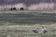 Wild-zwijn-20220228g14401A1A7556cgemiddeld-Regte-Heide.jpg