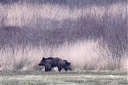 Wild-zwijn-20220228g14401A1A7583a-Regte-Heide.jpg