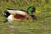 Wilde-eend-20120323g800IMG_2898a.jpg