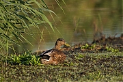 Wilde-eend-20120908g800IMG_0095a.jpg