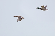Filename=Wilde-eend-20170204g1280YSXX5914a.jpg
Filesize=458KiB
Dimensions=1280x960
Date added=Feb 05, 2017 Wilde-eend-20170204g1280YSXX5914a.jpg