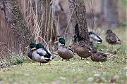 Filename=Wilde-eend-20170209g1280YSXX6684a.jpg
Filesize=774KiB
Dimensions=1280x960
Date added=Feb 09, 2017 Wilde-eend-20170209g1280YSXX6684a.jpg