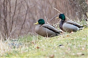 Filename=Wilde-eend-20170209g1280YSXX6689a.jpg
Filesize=780KiB
Dimensions=1280x960
Date added=Feb 09, 2017 Wilde-eend-20170209g1280YSXX6689a.jpg