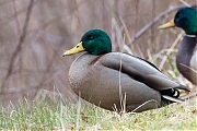 Filename=Wilde-eend-20170209g1280YSXX6689cua.jpg
Filesize=778KiB
Dimensions=1280x960
Date added=Feb 09, 2017 Wilde-eend-20170209g1280YSXX6689cua.jpg