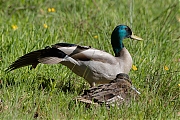 Filename=Wilde-eend-20170509g1280YSXX8464a.jpg
Filesize=930KiB
Dimensions=1280x960
Date added=May 09, 2017 Wilde-eend-20170509g1280YSXX8464a.jpg