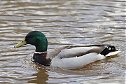 Filename=Wilde-eend-20220314g14401A1A8255a-Meerseldreef.jpg
Filesize=729KiB
Dimensions=1280x960
Date added=Mar 29, 2022 Wilde-eend-20220314g14401A1A8255a-Meerseldreef.jpg