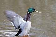 Filename=Wilde-eend-20220314g14401A1A8282a-Meerseldreef.jpg
Filesize=605KiB
Dimensions=1280x960
Date added=Mar 29, 2022 Wilde-eend-20220314g14401A1A8282a-Meerseldreef.jpg