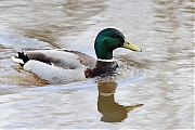 Filename=Wilde-eend-20220314g14401A1A8300a-Meerseldreef.jpg
Filesize=643KiB
Dimensions=1280x960
Date added=Mar 29, 2022 Wilde-eend-20220314g14401A1A8300a-Meerseldreef.jpg