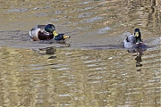Filename=Wilde-eend-20220314g14401A1A8418a-Meerseldreef.jpg
Filesize=848KiB
Dimensions=1280x960
Date added=Mar 29, 2022 Wilde-eend-20220314g14401A1A8418a-Meerseldreef.jpg