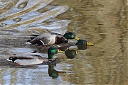 Filename=Wilde-eend-20220314g14401A1A8448a-Meerseldreef.jpg
Filesize=786KiB
Dimensions=1280x960
Date added=Mar 29, 2022 Wilde-eend-20220314g14401A1A8448a-Meerseldreef.jpg