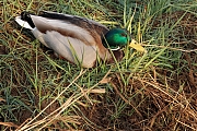 Wilde-eend-20250308g14401A1A3288atcrfb-Maalbergen.jpg