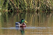 Wilde-eend-20250317g14401A1A3709atcrfb-Mastbos.jpg