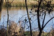 Wilde-eend-20250317g14401A1A3714atcrfb-Mastbos.jpg