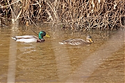 Wilde-eend-20250318g14401A1A3751atcrfb-Effen-Mastbos.jpg