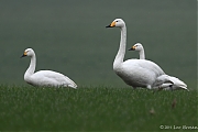 Wilde-zwaan-20110219IMG_0264g.jpg