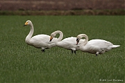 Wilde-zwaan-20110227IMG_0432a300.jpg