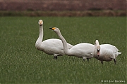 Wilde-zwaan-20110227IMG_0435a.jpg