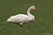 Wilde-zwaan-20110227IMG_0454a300.jpg