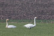 Wilde-zwaan-20170206g1280YSXX6379a.jpg