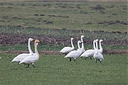 Wilde-zwaan-20170206g1280YSXX6418a.jpg