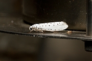 Wilgenstippelmot-Yponomeuta-rorrella-20140810g1024IMG_5973a.jpg