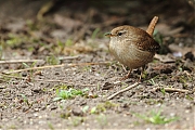 Winterkoning-20120405g800IMG_3180a.jpg