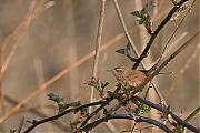 Filename=Winterkoning-20150423g12807X1A3722a.jpg
Filesize=791KiB
Dimensions=1280x960
Date added=Apr 25, 2015 Winterkoning-20150423g12807X1A3722a.jpg
