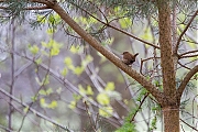 Filename=Winterkoning-20190413g12807X1A7349b.jpg
Filesize=974KiB
Dimensions=1280x960
Date added=Apr 19, 2019 Winterkoning-20190413g12807X1A7349b.jpg
