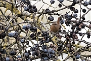 Filename=Winterkoning-20191117g1280YSXX5971a.jpg
Filesize=1035KiB
Dimensions=1280x960
Date added=Nov 23, 2019 Winterkoning-20191117g1280YSXX5971a.jpg