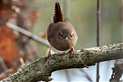 Winterkoning-20250102g14401A1A1130atcrfb-Pannenhoef.jpg