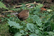 Winterkoning-20250119g14401A1A1355atcrfb-Tuin.jpg