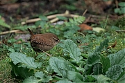 Winterkoning-20250119g14401A1A1358atcrfb-Tuin.jpg