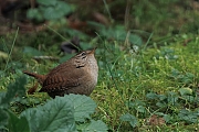 Winterkoning-20250119g14401A1A1373atcrfb-Tuin.jpg