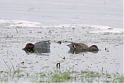 Wintertaling-20100430P1120969a.jpg