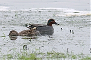 Wintertaling-20100430P1120972a.jpg