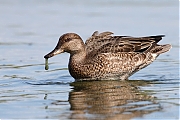 Wintertaling-20110819IMG_9759a.jpg