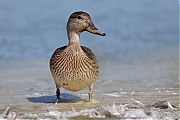 Wintertaling-20110819IMG_9770a.jpg