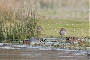 Wintertaling-20140118g8007X1A0287a.jpg