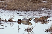 Filename=Wintertaling-20150403g12807X1A3476a.jpg
Filesize=610KiB
Dimensions=1280x960
Date added=Apr 04, 2015 Wintertaling-20150403g12807X1A3476a.jpg