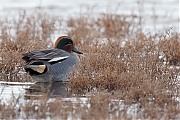Filename=Wintertaling-20190111g1280YSXX3304a.jpg
Filesize=858KiB
Dimensions=1280x960
Date added=Jan 11, 2019 Wintertaling-20190111g1280YSXX3304a.jpg