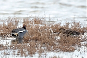 Filename=Wintertaling-20190111g1280YSXX3310a.jpg
Filesize=757KiB
Dimensions=1280x960
Date added=Jan 11, 2019 Wintertaling-20190111g1280YSXX3310a.jpg
